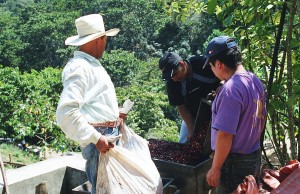 Farmers Pouring Red Cherries Caficultores